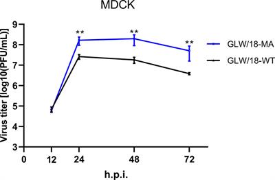 Generation of a pdmH1N1 2018 Influenza A Reporter Virus Carrying a mCherry Fluorescent Protein in the PA Segment